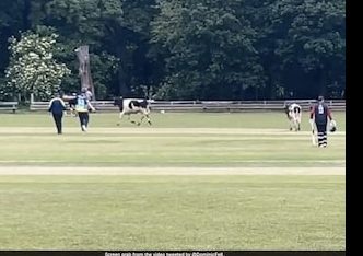 Watch: Cows invade pitch as cricket match is in full swing