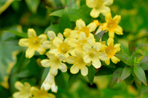Yellow Jasmine flower that is on verge of extinction found in remote Himachal forest