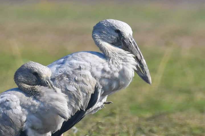 Chhattisgarh village disallows cell phone towers to protect birds from radiation