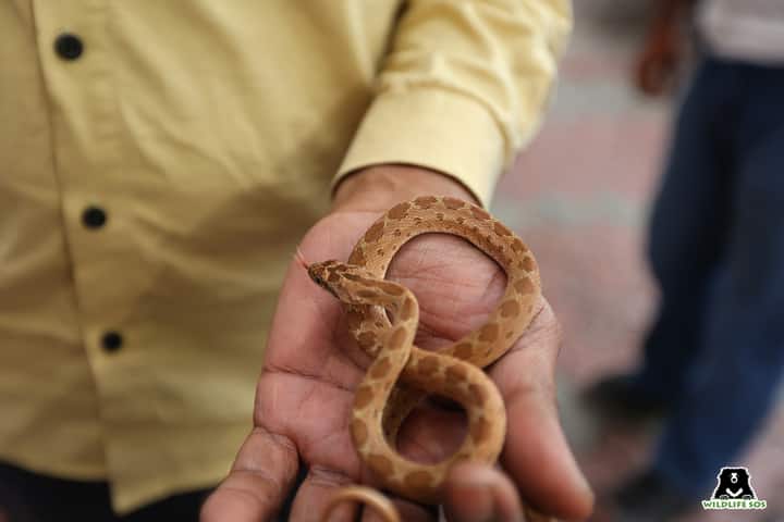 Baby black headed royal snake Wildlife SOS