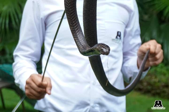 Cobra Wildlife SOS Delhi