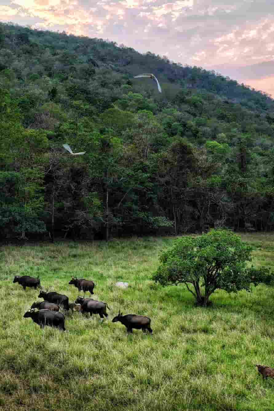 Debrigarh Wildlife Sanctuary1