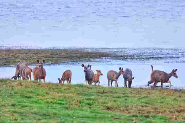 Debrigarh Wildlife Sanctuary3