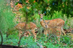 Odisha’s Debrigarh Wildlife Sanctuary records impressive gains with big jump in animal numbers