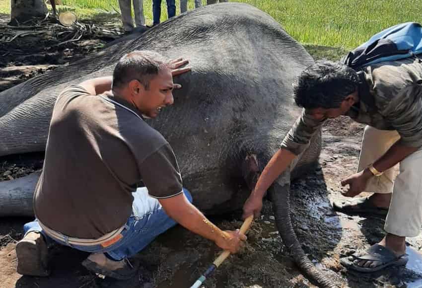 Karnataka vet to get coveted Gaj Gaurav Award for saving elephant injured by electric shock
