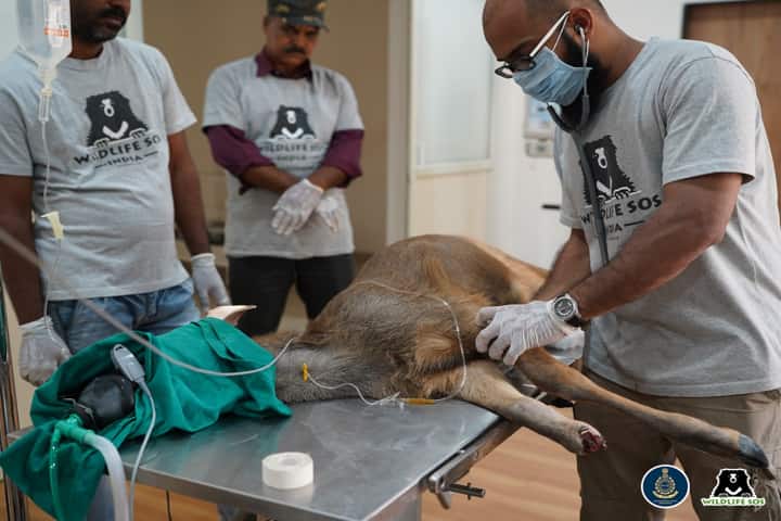 Injured Sambar Deer2