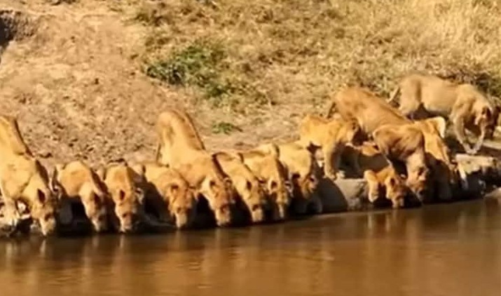 Rare video: 20 lions descend on river to quench their thirst