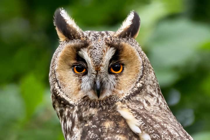 North America’s long-eared owl spotted in Tamil Nadu, Indian bird watchers thrilled