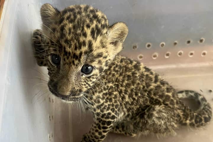 Maharashtra villagers help to reunite 45-day-old leopard cub with mother