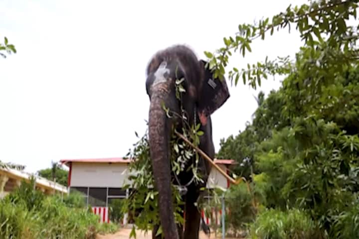 Watch: Tamil Nadu’s temple elephant enjoys a splash in her new swimming pool