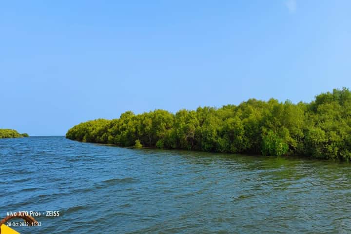 Tamil Nadu takes big steps to restore mangroves in Gulf of Mannar Biosphere Reserve