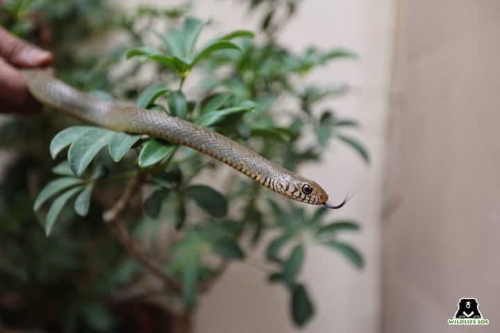 Rat snake Wildlife SOS Delhi