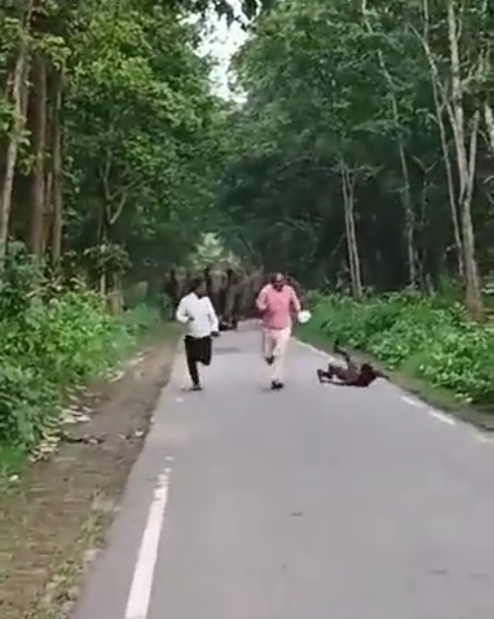 Watch: Three men escape death by a whisker as wild elephants get disturbed