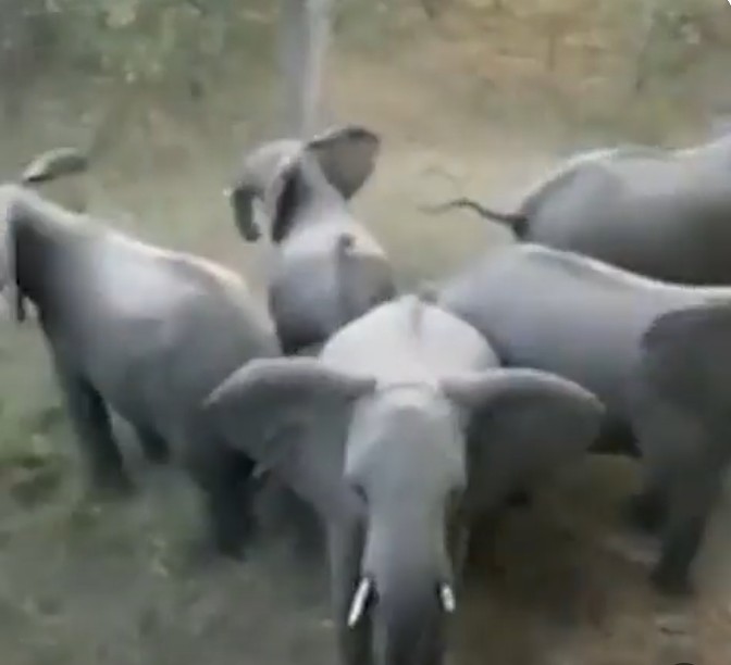 Watch: Jumbos protect baby elephants from lion attack