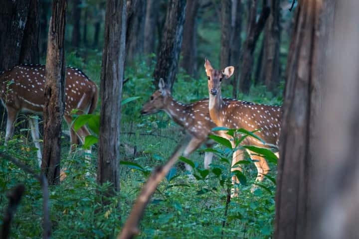 Shendurney Wildlife Sanctuary3