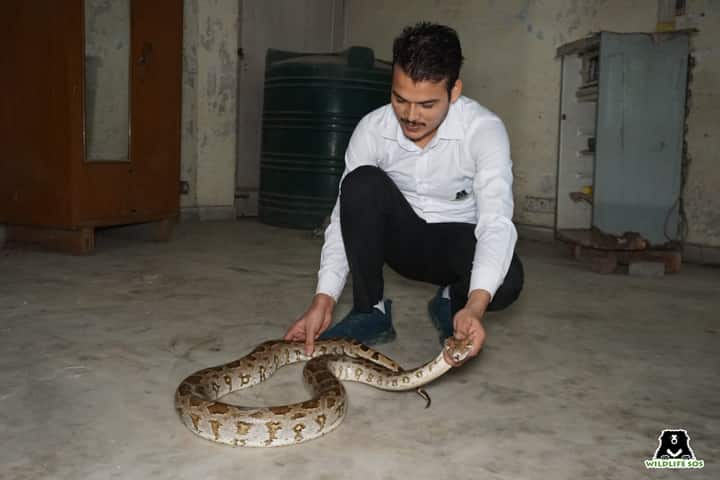 Delhi NGO rescues 4 snakes including 6-foot python after incessant rains