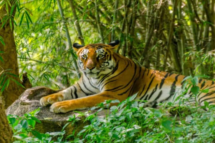 India’s sees an increase in tiger numbers, with Madhya Pradesh recording the largest population
