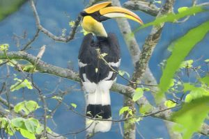 Rescuers amazed as Great Hornbill pair nurses orphaned chick as its own