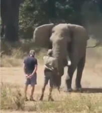 Watch: Safari guide with nerves of steel tackles charging elephant