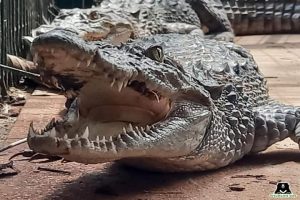 Crocodiles surface in Vadodara as heavy rains flood roads
