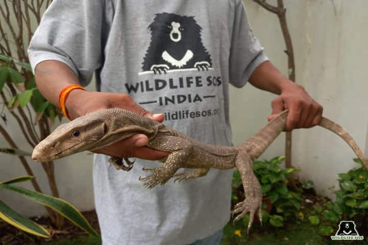 Vadodara Wildlife SOS Monitor lizard