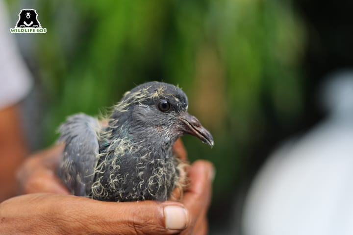 wildlife SOS flood rescued baby pigeon