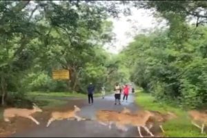 Stunning video: Dozens of deer dart across Mumbai’s Borivali National Park bringing joggers to a halt