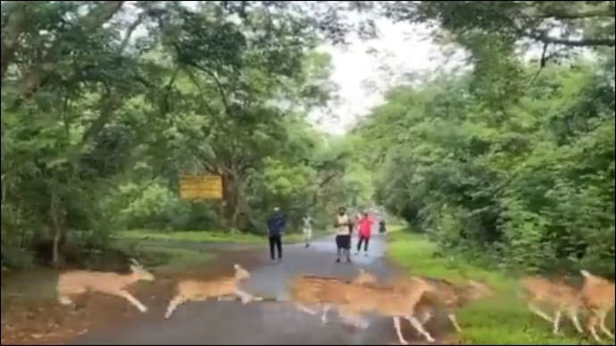 Stunning video: Dozens of deer dart across Mumbai’s Borivali National Park bringing joggers to a halt