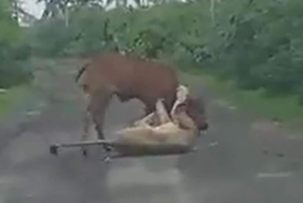 Watch: Courageous farmer saves cow from jaws of lioness in Gujarat’s Gir