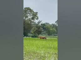 Watch: Tiger strolls majestically amid paddy fields as farmer ploughs his land in UP’s Pilibhit