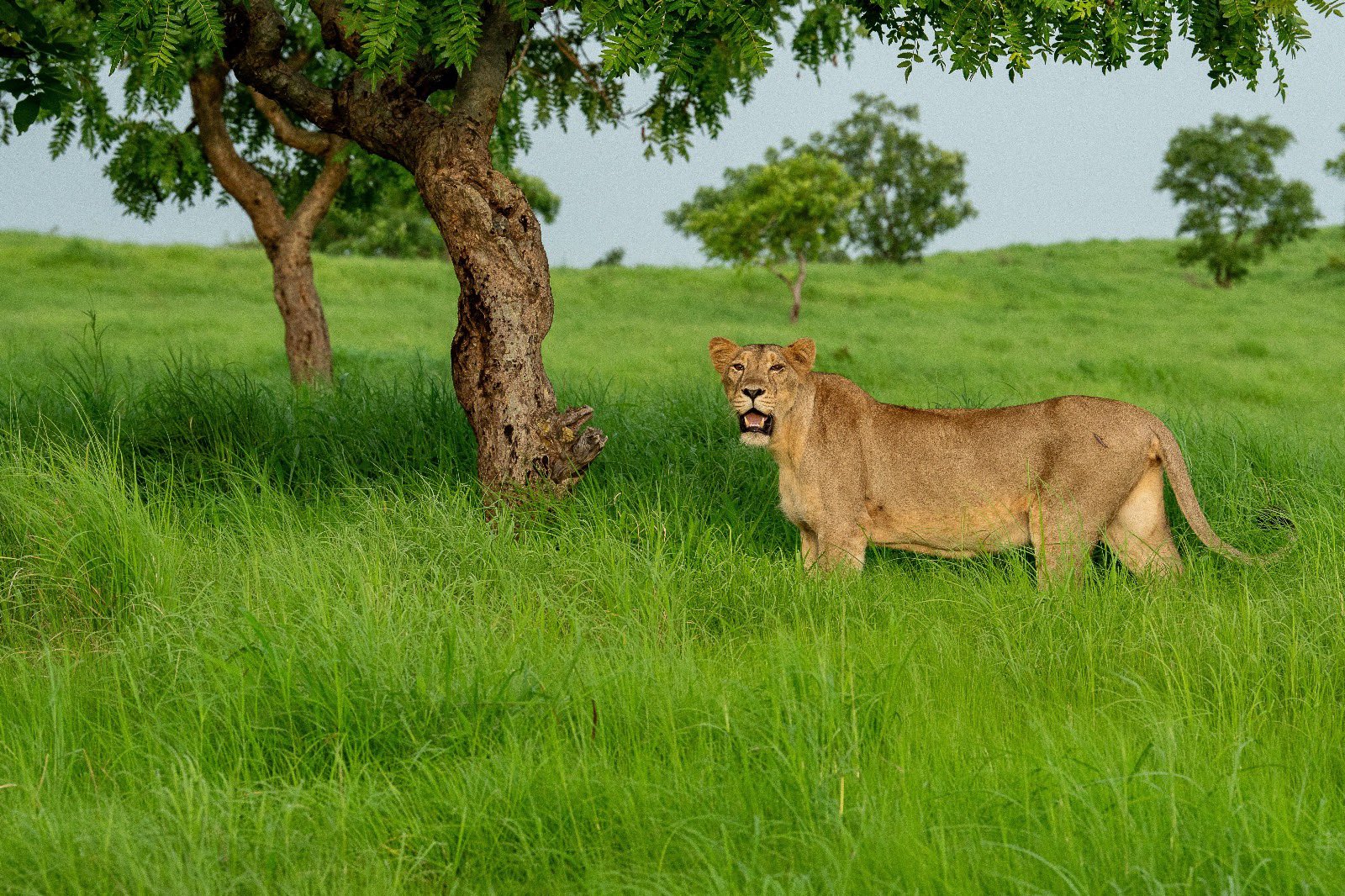 World Lion Day: PM Modi lauds those working to help the King of the Jungle thrive