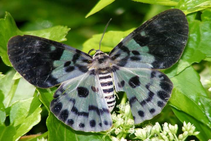 National Moth Week celebrated in Nilgiris