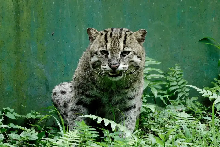 West Bengal to go all out to preserve fishing cat, the State animal