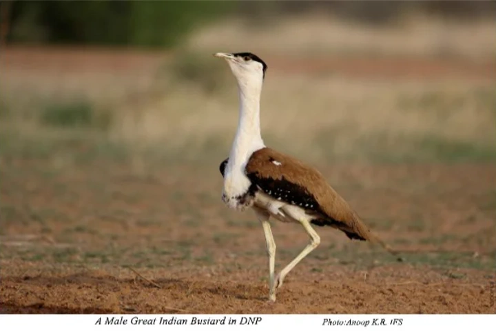 Karnataka goes all out to preserve critically endangered Great Indian Bustard