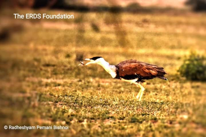 Great Indian Bustard2