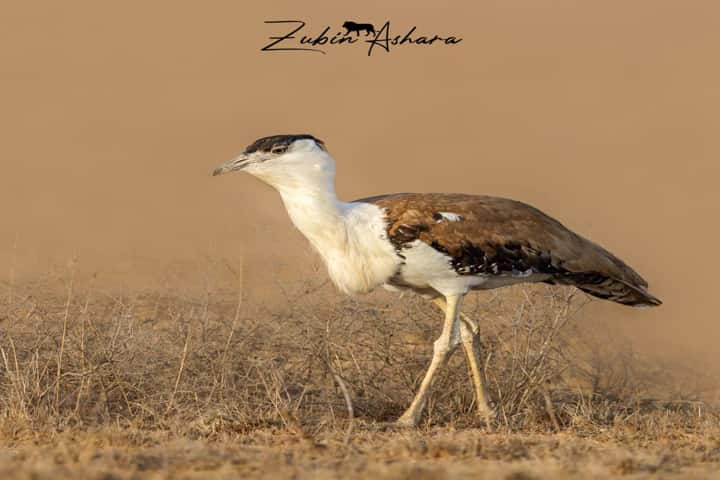 Great Indian Bustard3