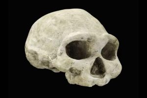 Was Europe devoid of humans for 200,000 years?