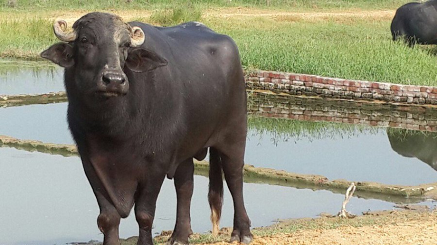 Murrah buffaloes from India being introduced to increase Nepal’s milk supply