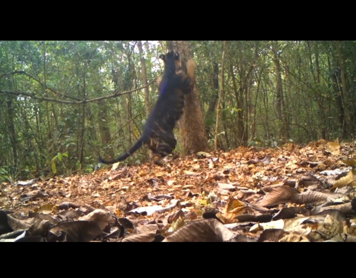 Watch: Rare black tiger trying to climb a tree at Odisha’s Simlipal Reserve