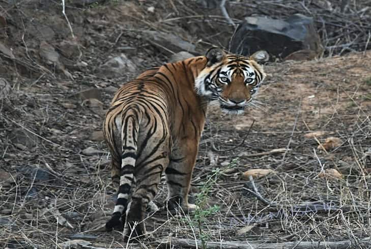 Tiger travels through 4 States to return to Uttarakhand’s Rajaji reserve after a year