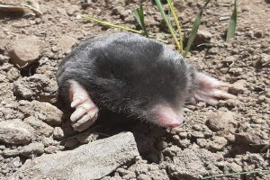 Discovery of two new moles species in Turkey that can live in extreme weather amazes scientists