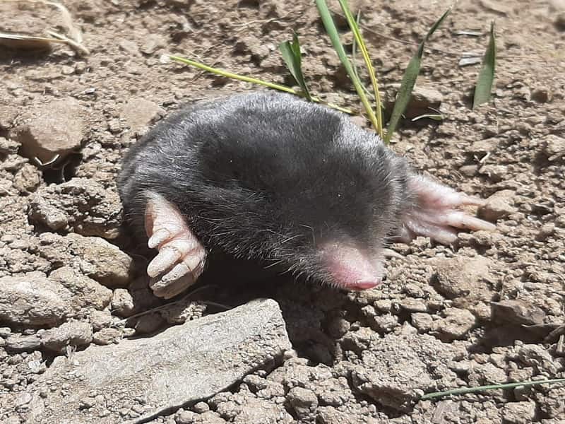 Discovery of two new moles species in Turkey that can live in extreme weather amazes scientists