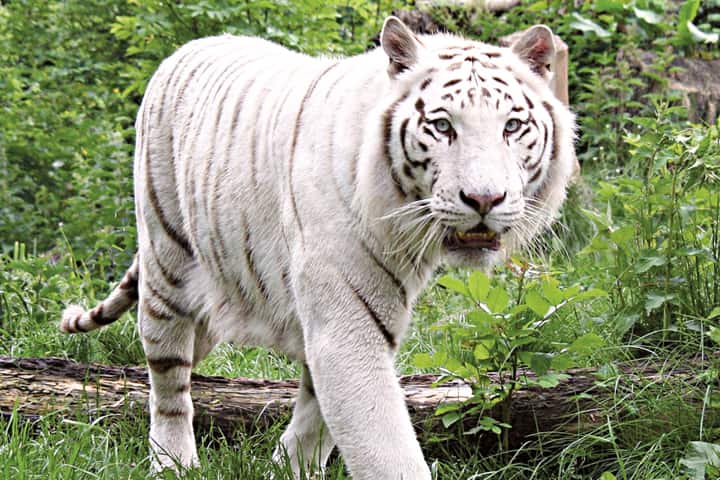 White tigress gives birth to two cubs, Punjab’s Zirakpur zoo celebrates