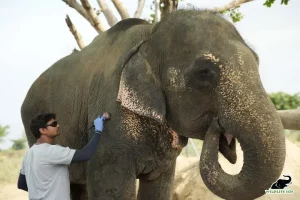 Wildlife NGO opens care centres for aged and injured elephants