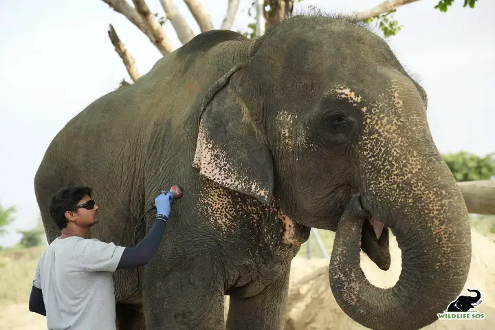 Wildlife NGO opens care centres for aged and injured elephants
