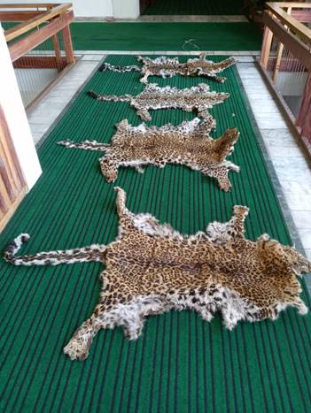 Four leopard skins seized from poachers in Srinagar