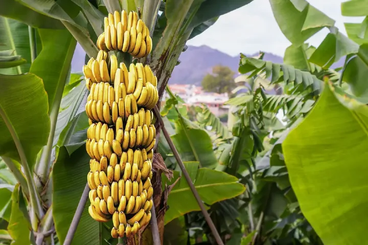 Andhra’s unique zero-waste banana cluster coming up soon
