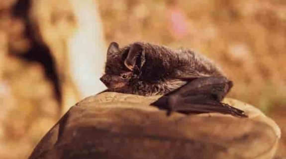 Study finds how bats evolved to avoid cancer