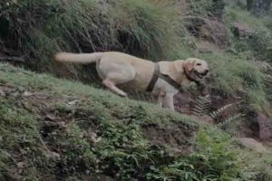 Army dog lays down life shielding handler during Rajouri encounter