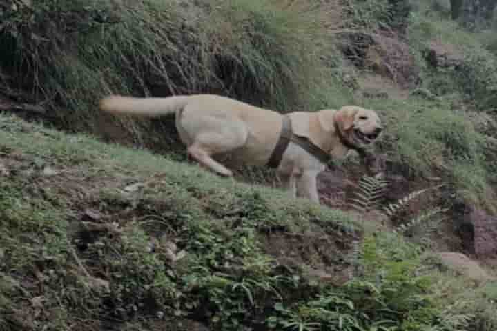 Army dog lays down life shielding handler during Rajouri encounter
